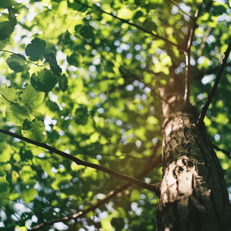 biacre_arborea-natura_evidenza-2 biacre_arborea-natura_evidenza-2